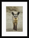 Bat Eared Fox by Anonymous