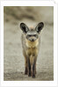 Bat Eared Fox by Anonymous