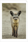 Bat Eared Fox by Anonymous