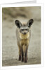 Bat Eared Fox by Anonymous