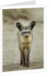 Bat Eared Fox by Anonymous