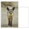 Bat Eared Fox by Anonymous