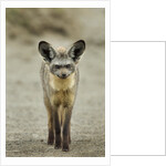 Bat Eared Fox by Anonymous