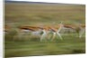 Thomson's Gazelle by Anonymous