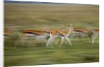 Thomson's Gazelle by Anonymous