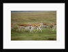 Thomson's Gazelle by Anonymous