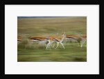Thomson's Gazelle by Anonymous
