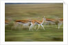 Thomson's Gazelle by Anonymous