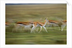 Thomson's Gazelle by Anonymous