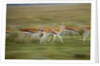 Thomson's Gazelle by Anonymous