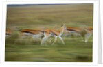 Thomson's Gazelle by Anonymous