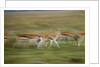 Thomson's Gazelle by Anonymous