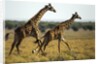 Giraffe Herd by Anonymous