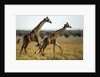 Giraffe Herd by Anonymous