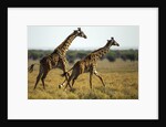 Giraffe Herd by Anonymous