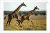 Giraffe Herd by Anonymous