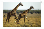 Giraffe Herd by Anonymous