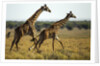Giraffe Herd by Anonymous
