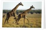 Giraffe Herd by Anonymous