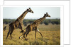 Giraffe Herd by Anonymous