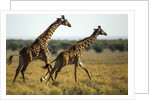 Giraffe Herd by Anonymous