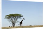 Giraffe Herd by Anonymous