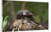Dung Beetle by Anonymous