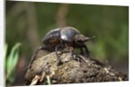 Dung Beetle by Anonymous