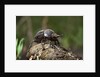 Dung Beetle by Anonymous