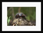 Dung Beetle by Anonymous