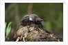 Dung Beetle by Anonymous