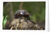 Dung Beetle by Anonymous