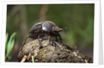 Dung Beetle by Anonymous