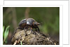 Dung Beetle by Anonymous
