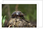 Dung Beetle by Anonymous