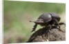 Dung Beetle by Anonymous
