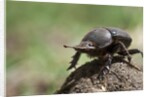 Dung Beetle by Anonymous