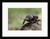 Dung Beetle by Anonymous
