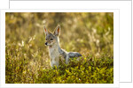 Jackal at Ngorongoro Conservation Area, Tanzania by Anonymous