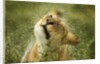 Lioness in the rain by Anonymous
