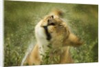 Lioness in the rain by Anonymous