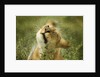 Lioness in the rain by Anonymous