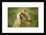 Lioness in the rain by Anonymous