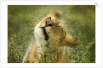 Lioness in the rain by Anonymous