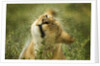 Lioness in the rain by Anonymous