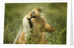 Lioness in the rain by Anonymous