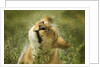 Lioness in the rain by Anonymous
