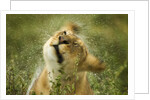 Lioness in the rain by Anonymous