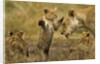 Lion Cub Greeting by Anonymous
