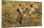 Lion Cub Greeting by Anonymous